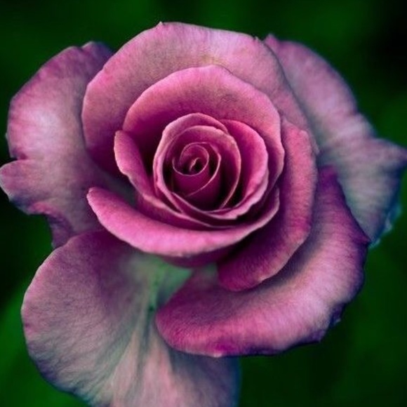 Meet your Posher, Wendy - Picture 3 of 16